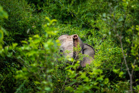 亚洲野生象奎武里度假村国家公园, 泰国