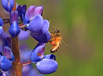 蜜蜂上蓝色羽扁豆