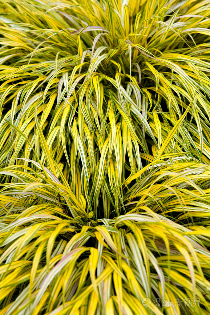 金色斑驳陆离的箱根草