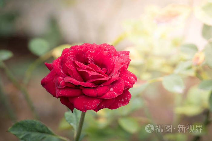花园里的玫瑰，玫瑰是美丽与美丽的阳光灿烂的日子