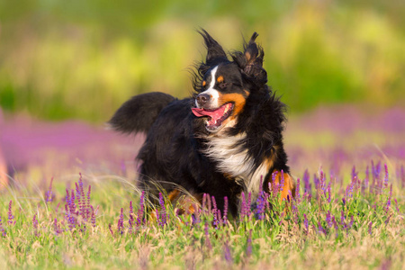 Bernese 山狗奔跑在紫罗兰色的花领域
