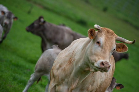 Bazadaise 牛和小牛雏菊在草甸, 吉庾禅, 法国