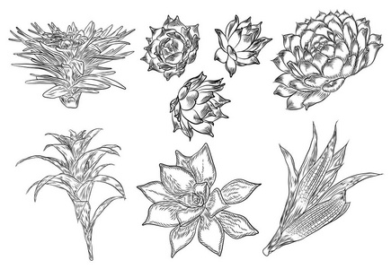 美丽的古兹马尼亚花热带花卉一组热带花卉一组凤梨姜热带植物, 手绘