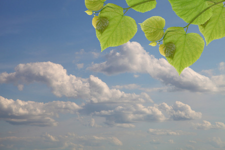 绿色的树叶和天空图片