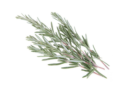 群的迷迭香图片-群的迷迭香素材-群的迷迭香插画-摄图新视界