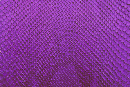 紫色鳄鱼ben hud质地bakgrund