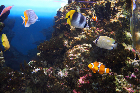 珊瑚礁和色彩鲜艳的鱼
