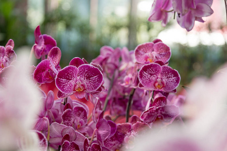 美丽的紫色兰花在自然背景下的花朵