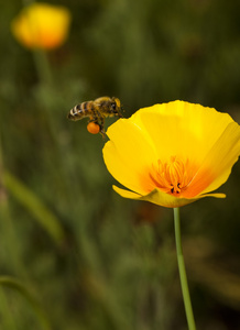 蜜蜂中盛开的花朵