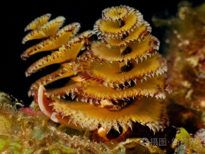 圣诞树蠕虫, 宏