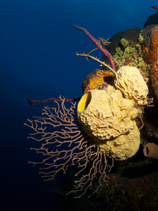 珊瑚和海绵墙在潜水