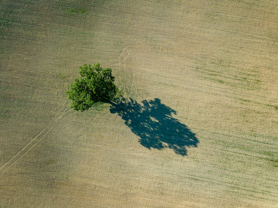 无人机图像。空中视野的空耕地与孤树在中间。拉脱维亚夏季日