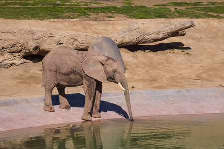 大象在水洞喝水