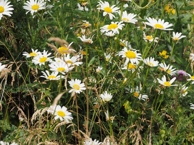 白色的雏菊 Bellis Perennis 又名普通雏菊或草坪雏菊或英语雏菊花绽放