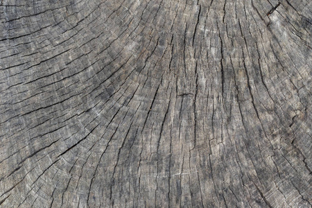 木纹背景, 木树皮特写。纹理图像