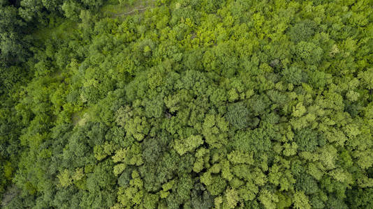 夏日公园绿色背景 美丽自然景观图案