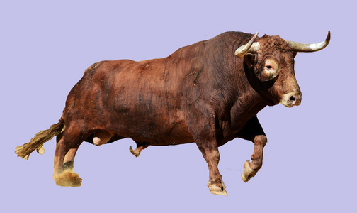 牛跑图片