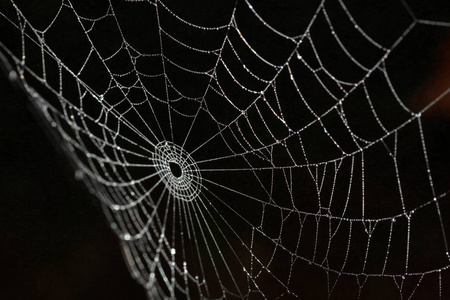 蜘蛛网丝绸细节在黑背景照片