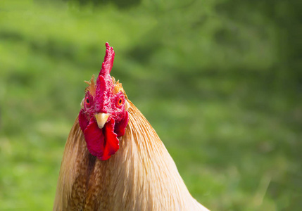 不畏浮云遮望眼的遮_不畏浮云遮眼遮望眼下一句_不畏浮云遮望眼全诗