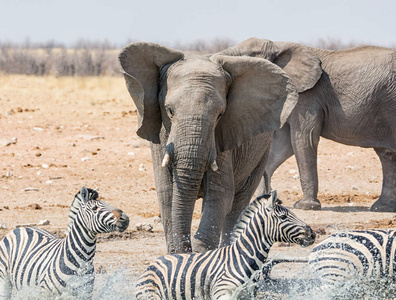 在纳米比亚稀树草原的一个水坑里追逐斑马的大象