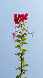 叶子花, 篱芭风景