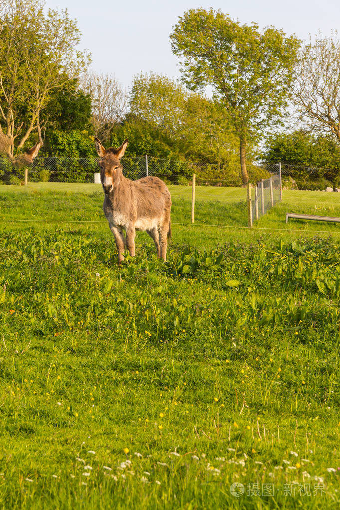 爱尔兰的戈尔韦在农场里的驴子