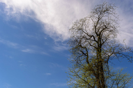 孤独的树在美丽的蓝天的背景下
