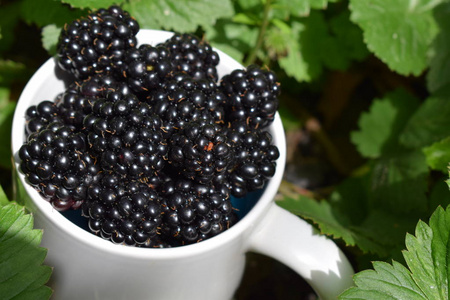 成熟的多汁新鲜的黑莓在一个白色的杯子在夏天的花园里