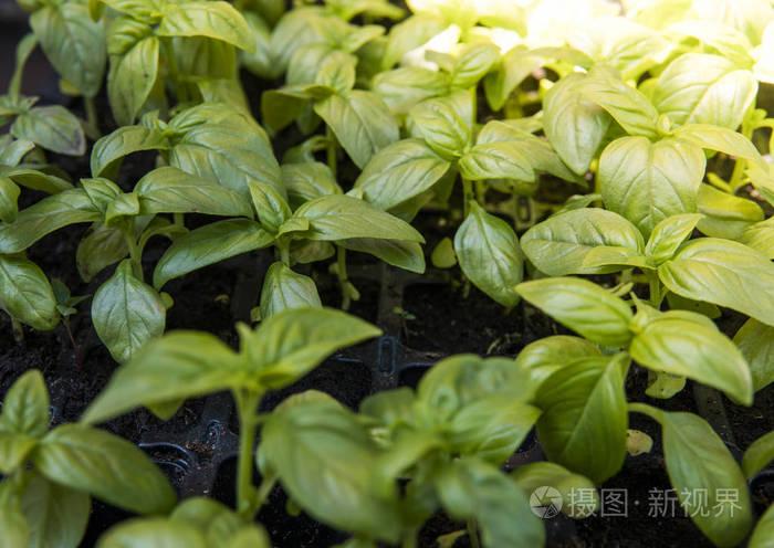 关闭basils生长的绿色有机叶子富含微量元素纤维素和维生素的健康膳食