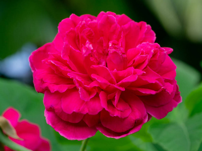 深粉红色的锦缎玫瑰花。 罗萨达马塞纳