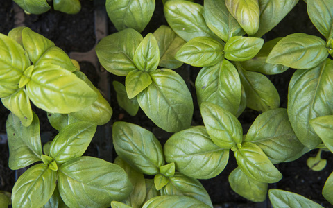 富含微量元素纤维素和维生素的健康膳食食品.vegeterian.蔬菜饮食.