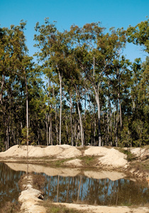 典型的澳大利亚胶树农村景观