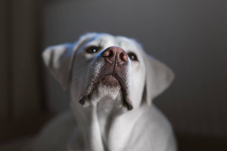 白色年轻拉布拉多猎犬犬狗看起来很漂亮