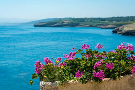 在撒丁岛海岸, 在一个阳光明媚的夏天, 在波尔图的城市, 一盆天竺葵