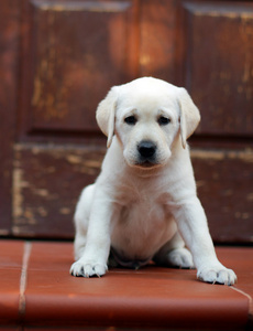 在门外的黄色拉布拉多幼犬。