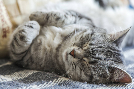 那只漂亮的绒毛猫在沙发上睡觉。