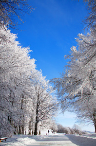 雪域树木与蓝蓝的天空