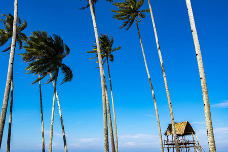 美丽的热带海景, 阳光明媚的天, 小屋, 椰子树和蓝天背景