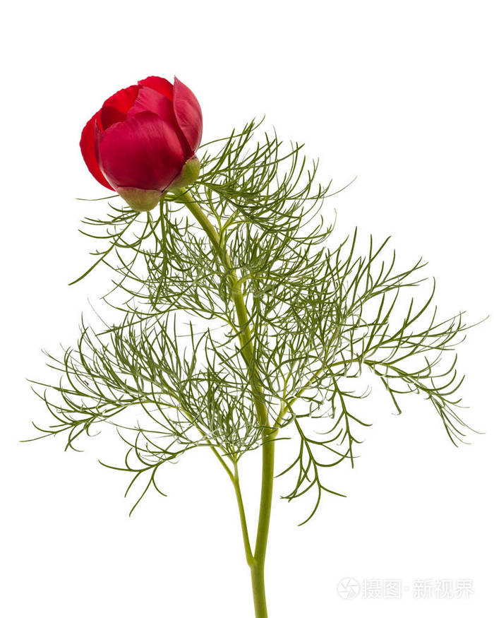 牡丹红花, 白底隔绝