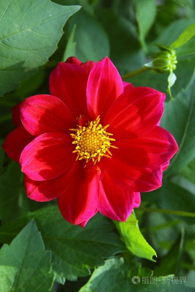 红色花的大丽花