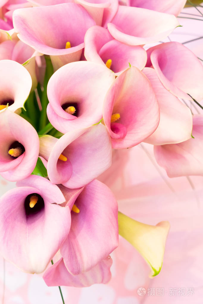 粉色马蹄莲莉莉