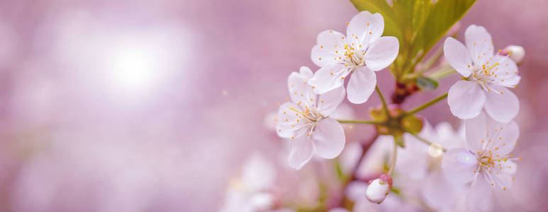 盛开的樱桃树枝在春天花园的婚礼 cerem