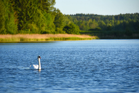 傍晚时分, 白天鹅鸟在森林里游着蓝色的湖水。
