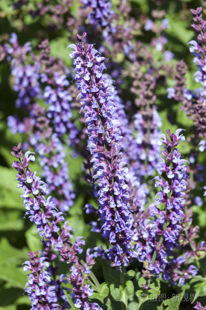 丹参禾 "靛蓝" 草本蓝春夏花植物俗称克莱瑞靛蓝或草甸圣人