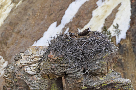 黄石国家公园 Opsrey 巢