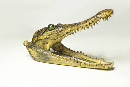 真实的动物鳄鱼头骨在背景下分离照片