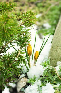 春天的花 黄雪对番红花