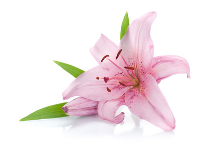 白百合花束照片 正版商用图片04wc1r 摄图新视界