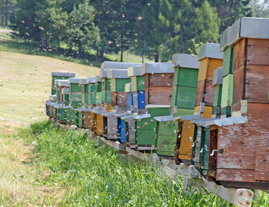 荨麻疹充分的蜜蜂生产蜂蜜在山中的营地