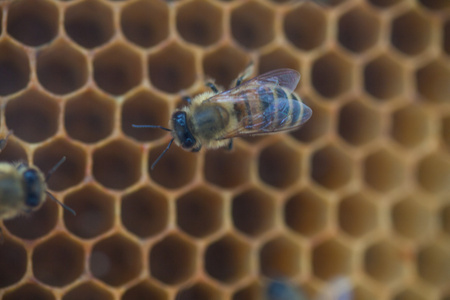 蜂巢中蜜蜂
